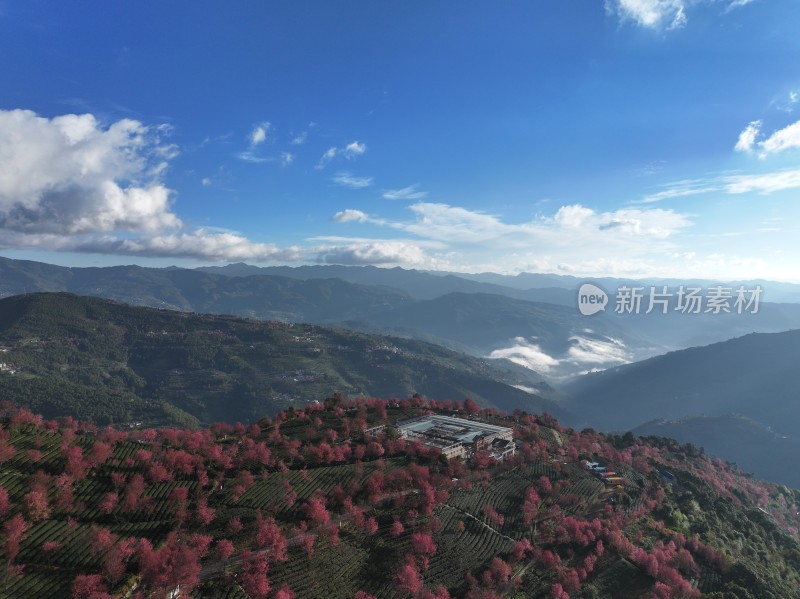 大理无量山樱花谷