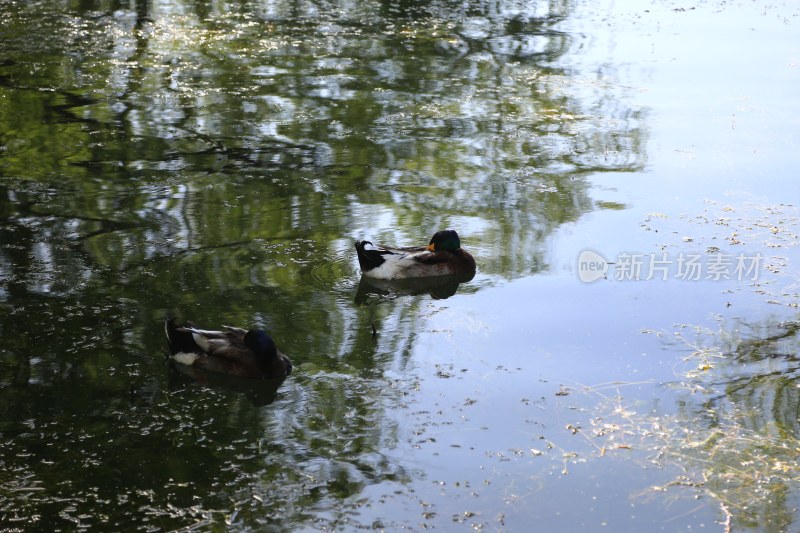 池塘中戏水的两只鸭子