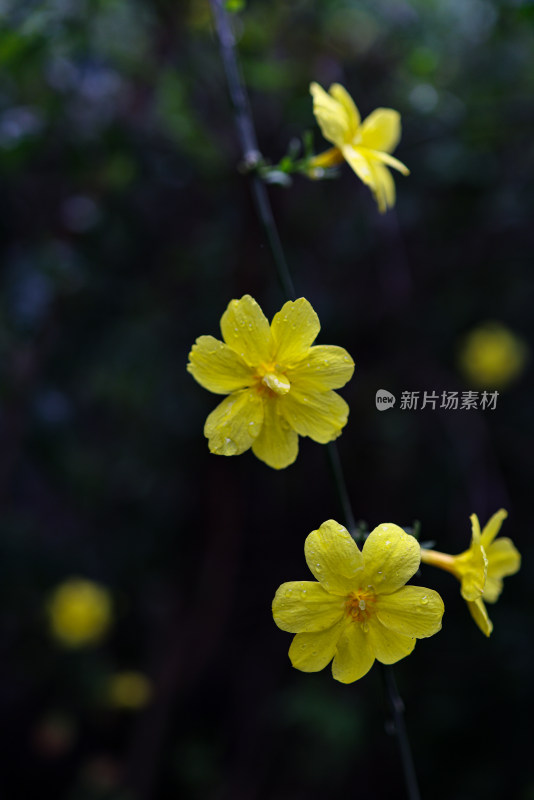 迎春花 春天 小黄花