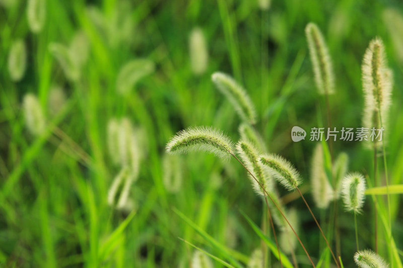 户外田野的狗尾巴草