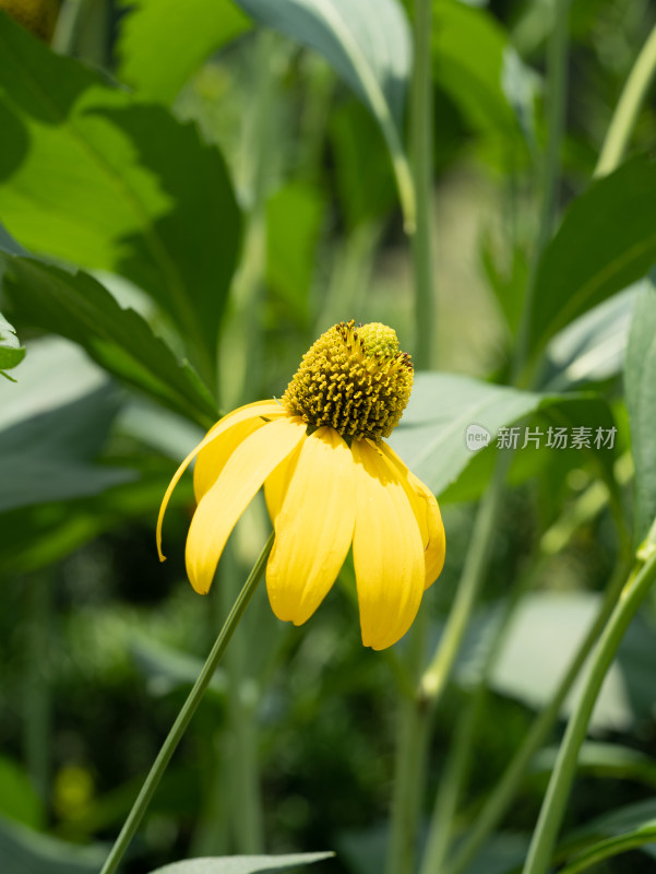 黑心菊特写