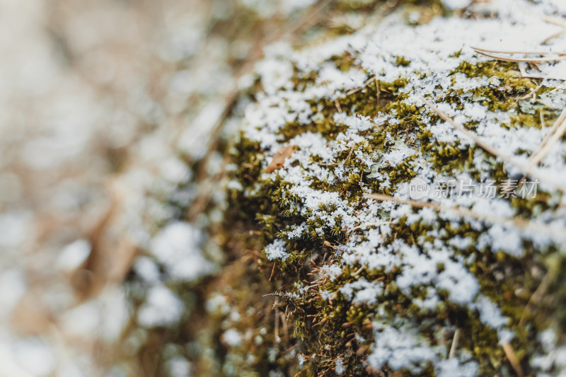 冬季堆满白雪的苔藓