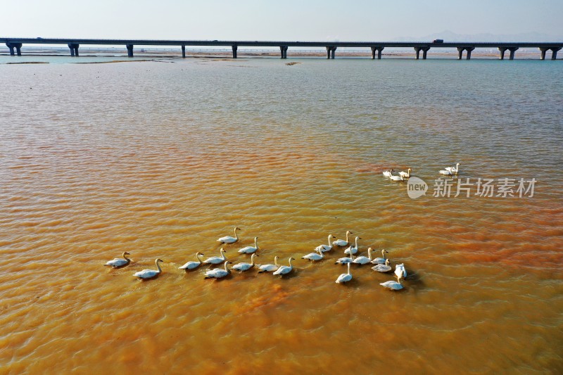 黄河湿地