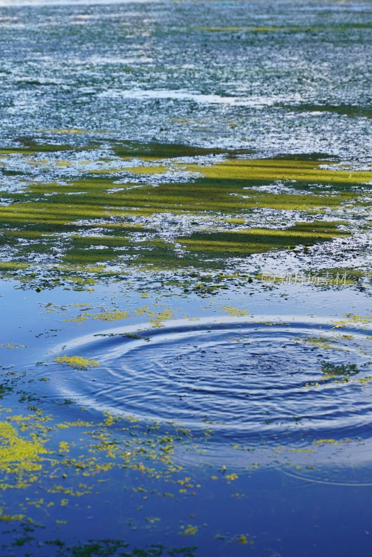 水面浮萍与波纹景象