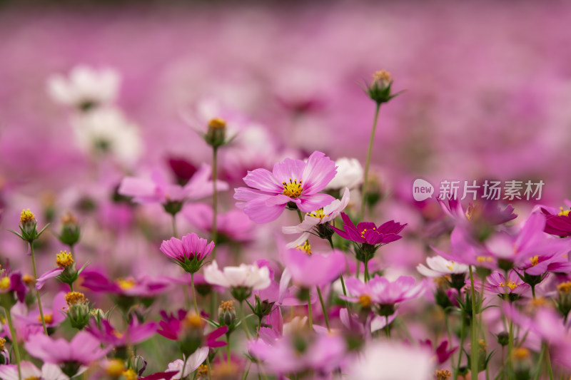 夕阳下的格桑花或波斯菊