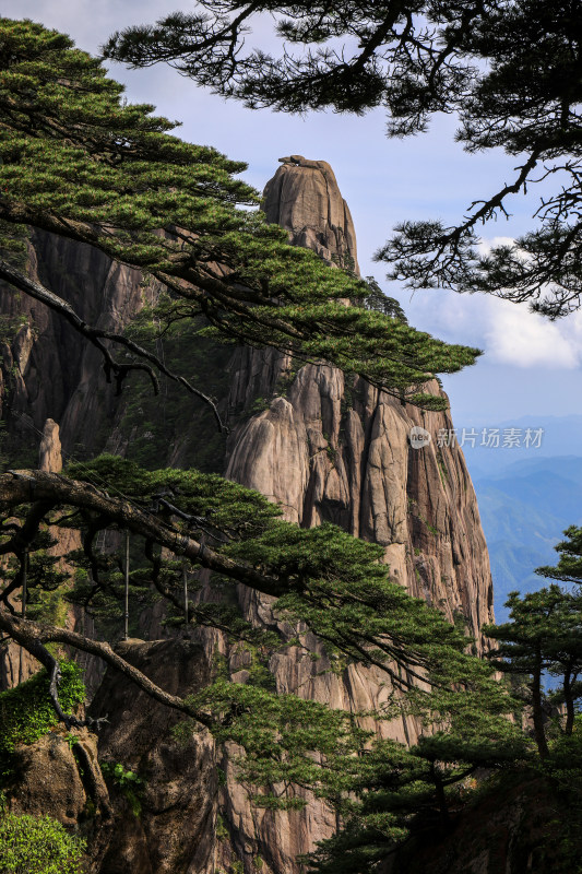 黄山天都峰迎客松