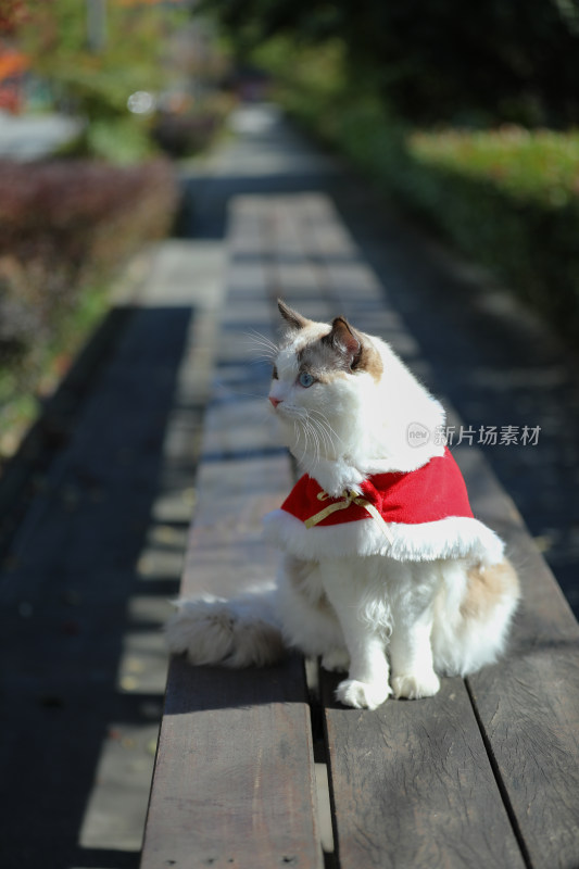 身穿红衣服的布偶猫坐在公园的长椅上