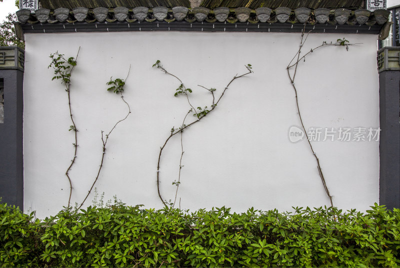 白墙之上的藤蔓植物装饰