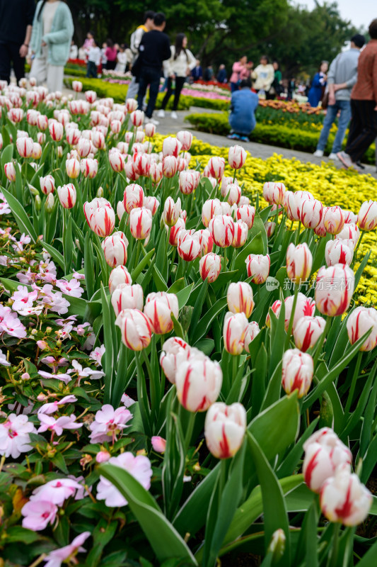 郁金香花卉景观