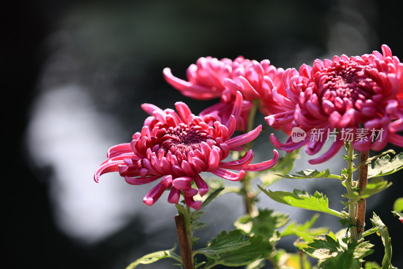 杭州植物园菊花展盛开的玫红色菊花特写