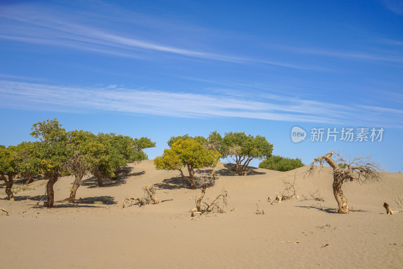 黑城弱水胡杨风景区，怪树林