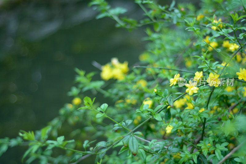 唯美迎春花