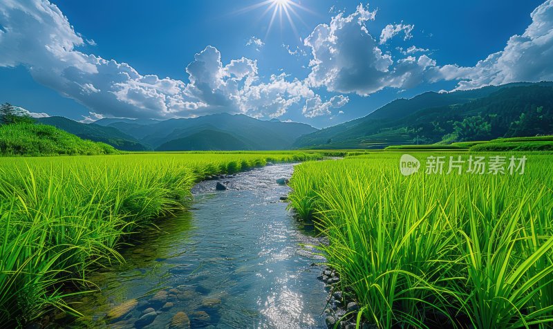 田园绿油油稻田风光溪流乡村田园背景