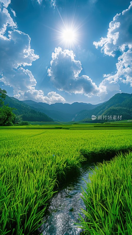 田园绿油油稻田风光溪流乡村田园背景