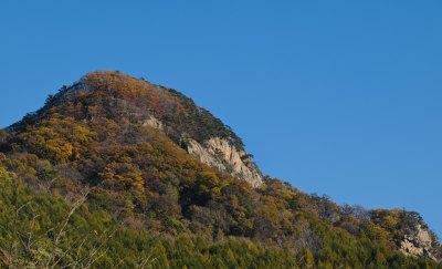 漫山枫叶