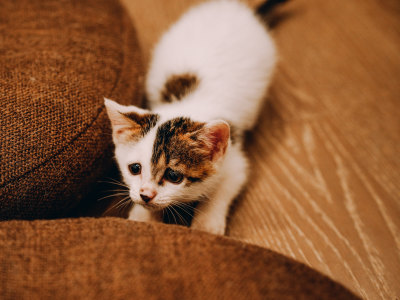 室内自在玩耍的三花小奶猫