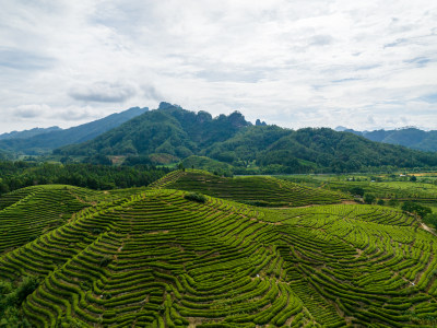 航拍武夷山绿色茶山茶园 优质大红袍产区