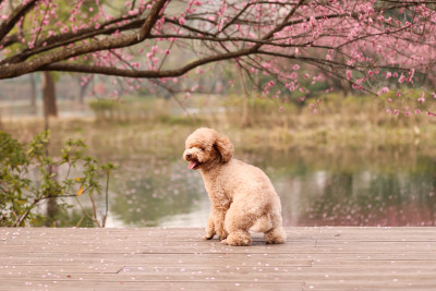 一只梅花树下的泰迪犬