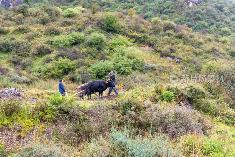 二牛抬杠犁地