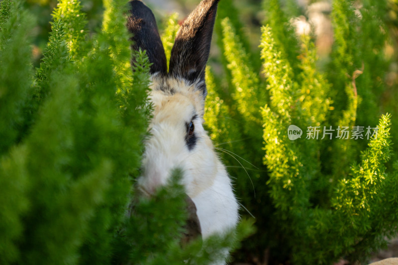 家兔特写镜头