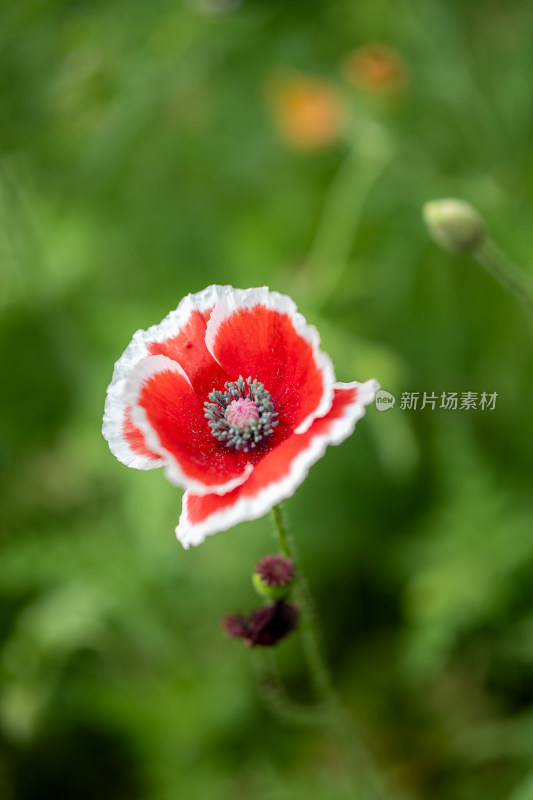 上海花开海上生态园虞美人盛开