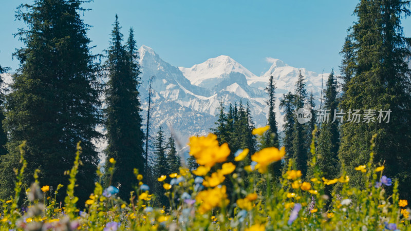 森林雪山自然风景