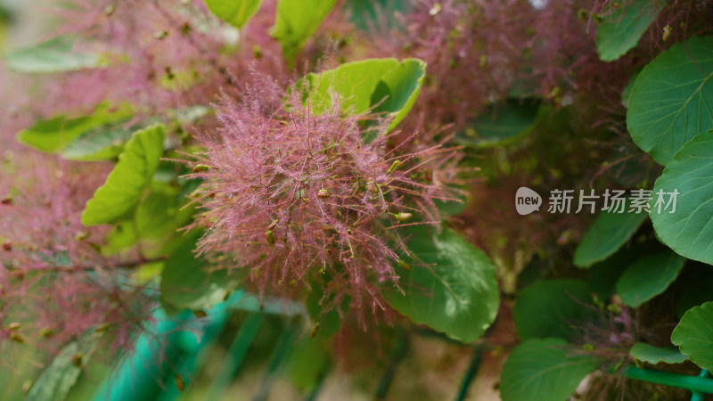 花草植物素材——黄栌花