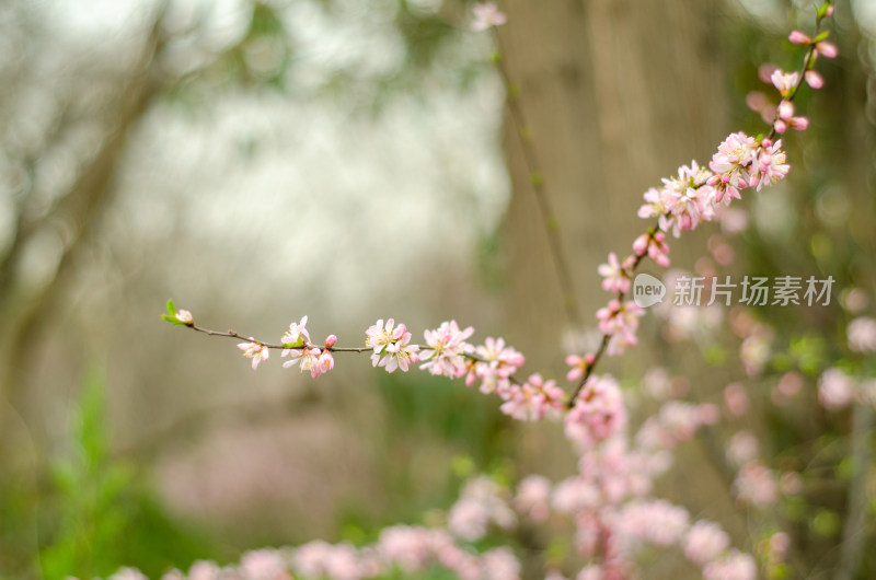 一枝榆叶梅花枝