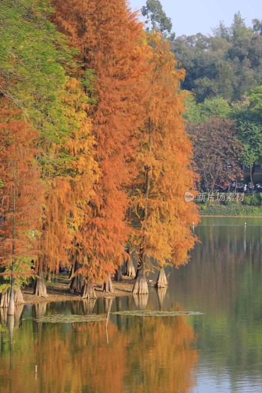 水边色彩斑斓的红杉树自然风景