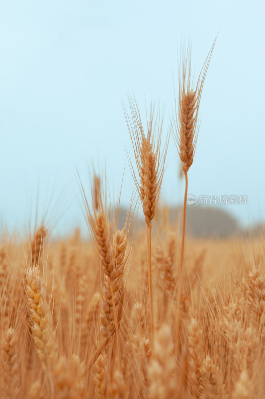 小麦成熟