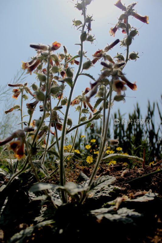 野生地黄的花朵