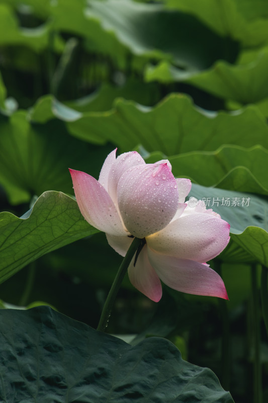 夏季荷花开放特写镜头