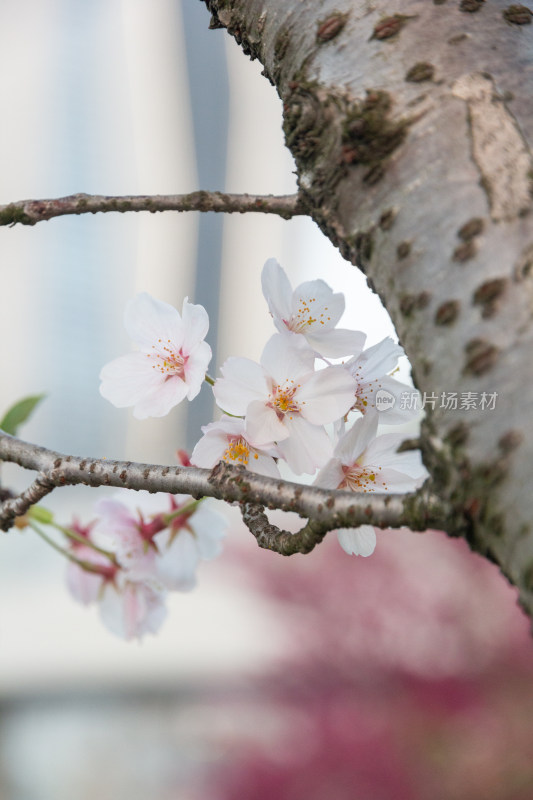 杭州钱塘江樱花大道花朵娇艳