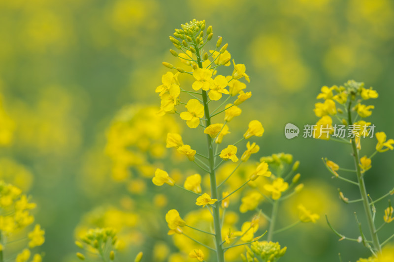 春天油菜花盛开