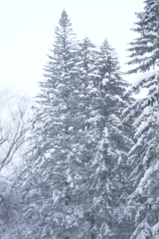 雪乡羊草山雪松