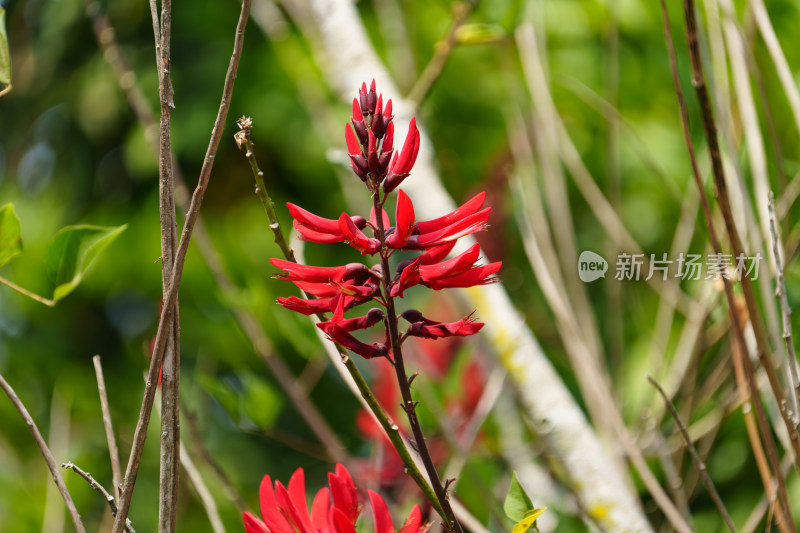 红色开花植物龙牙花