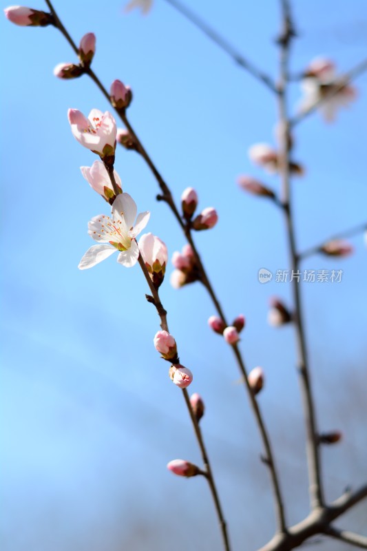 桃花花苞花蕊