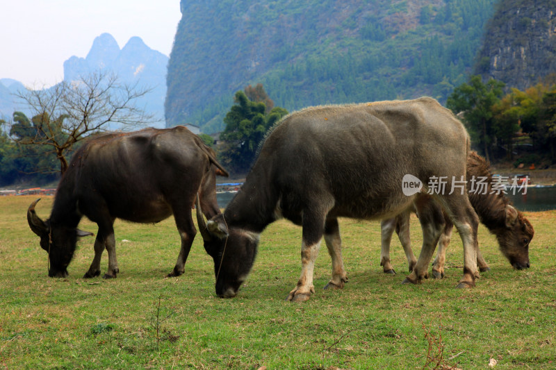 桂林阳朔水牛