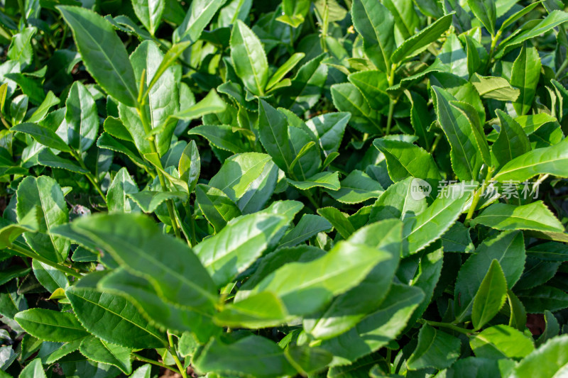 茂密的绿色茶叶植物生机盎然