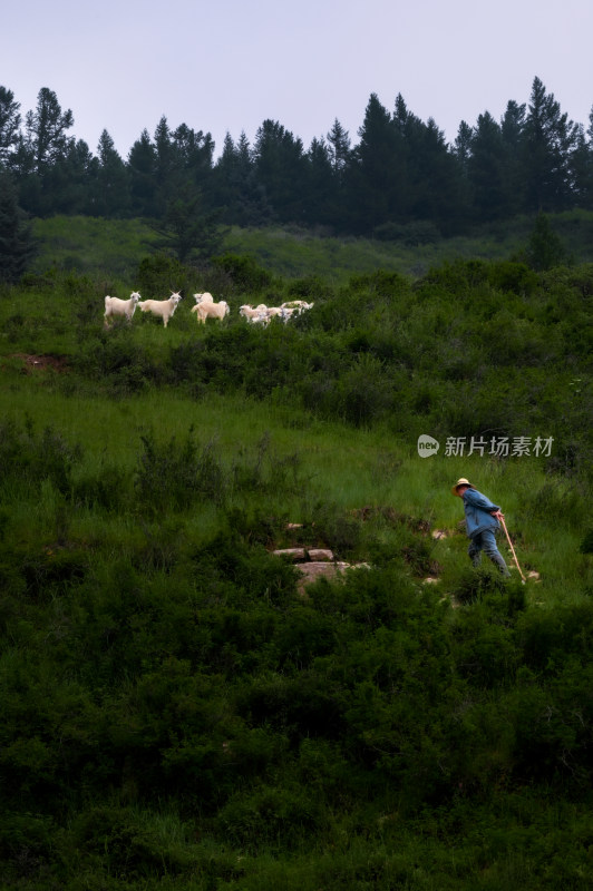 高山草甸风光