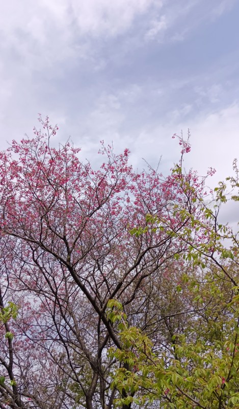 盛开的粉色花朵与绿树蓝天