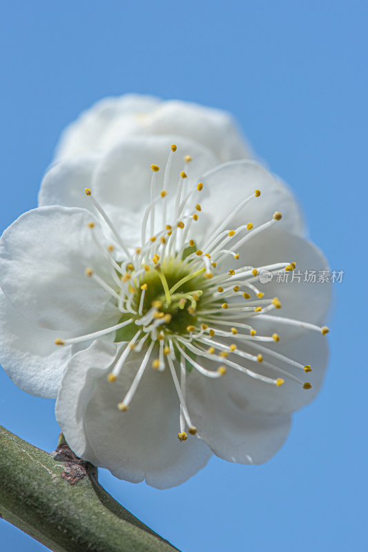 春天洁白的梅花花蕊特写