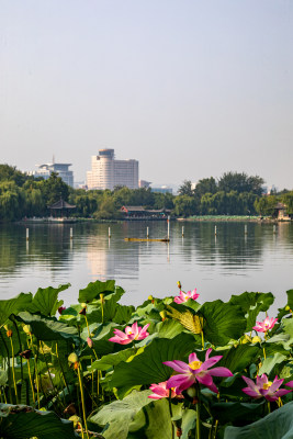 山东济南大明湖风景区夏日荷花景点景观