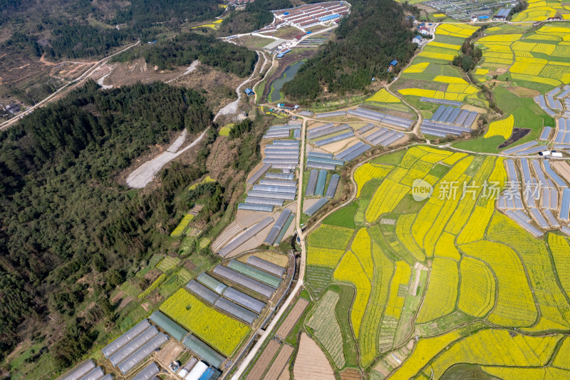 农业种植农田油菜花航拍图