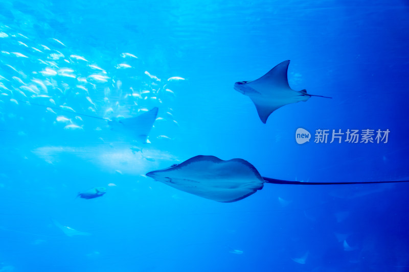 广东珠海长隆海洋王国鲸鲨馆的海洋生物