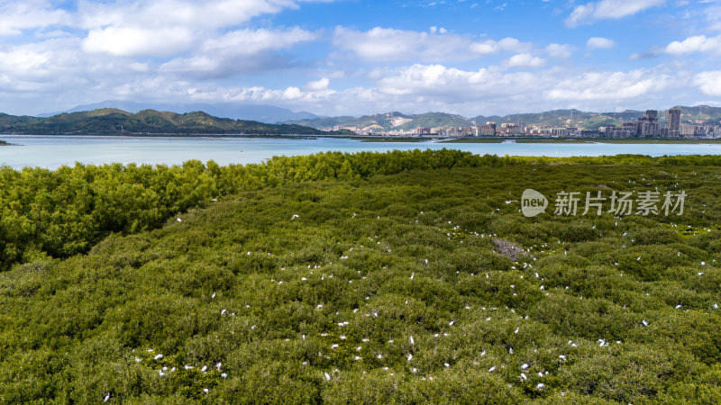 惠州盐洲海洋湿地公园-红树林湿地风光