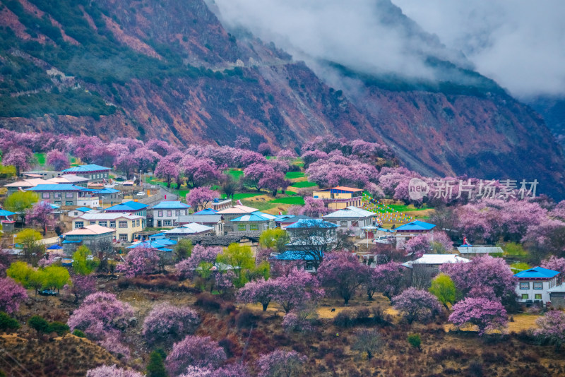 西藏林芝桃花园