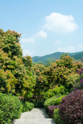 东莞大屏嶂森林公园