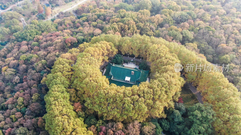 旅游景区南京钟山秋天枫叶航拍