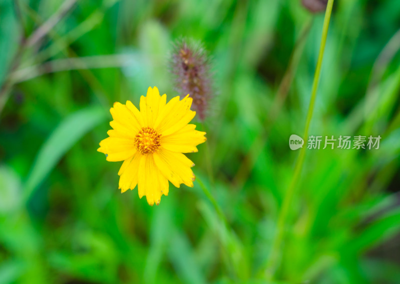 一朵黄色的剑叶金鸡菊特写